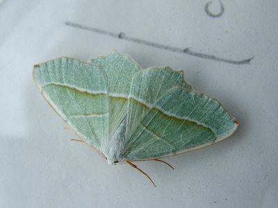 Light Emerald